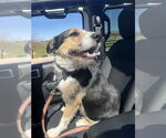 Small Australian Shepherd Mix