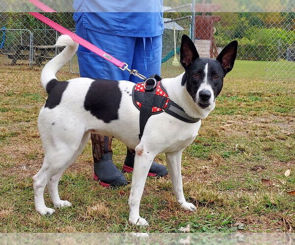 Medium Photo #2 Canaan Dog-Pointer Mix Puppy For Sale in Anniston, AL, USA
