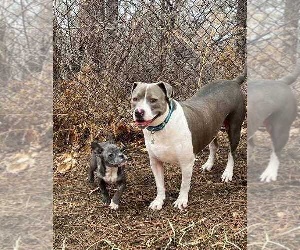 Medium Photo #1 American Pit Bull Terrier-Unknown Mix Puppy For Sale in Plymouth, MN, USA