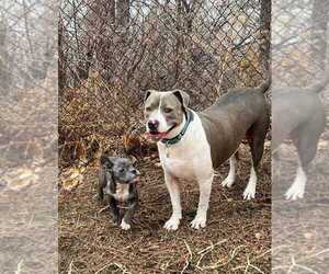 American Pit Bull Terrier-Unknown Mix Dogs for adoption in Plymouth, MN, USA