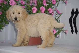 Golden Retriever-Goldendoodle Mix Puppy for sale in FREDERICKSBURG, OH, USA