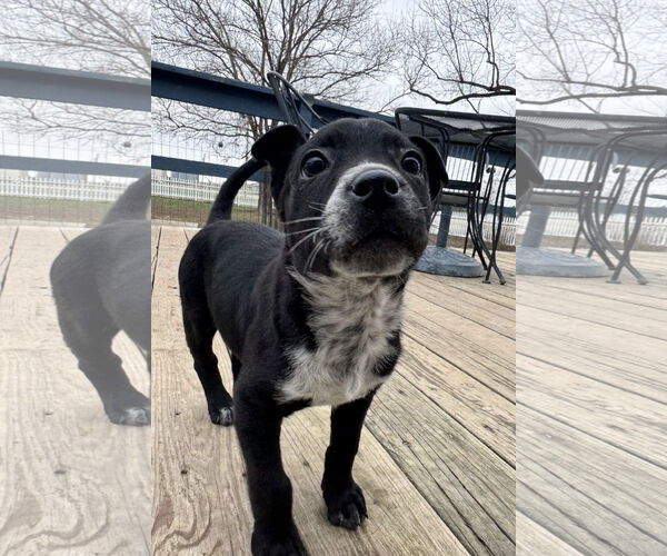 Medium Photo #3 Borador Puppy For Sale in Columbus, IN, USA