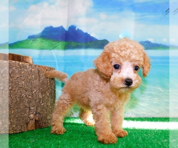 Medium Photo #1 Poodle (Toy) Puppy For Sale in HAMMOND, IN, USA