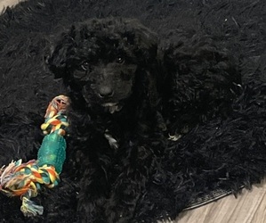 F2 Aussiedoodle Puppy for sale in HUNTSVILLE, AL, USA