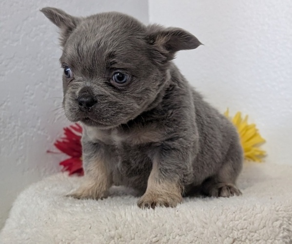 Medium Photo #3 French Bulldog Puppy For Sale in GOSHEN, IN, USA