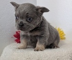 Small #2 French Bulldog