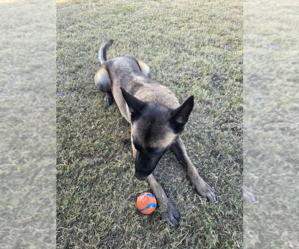 Medium Photo #4 Mutt Puppy For Sale in Imlay City, MI, USA