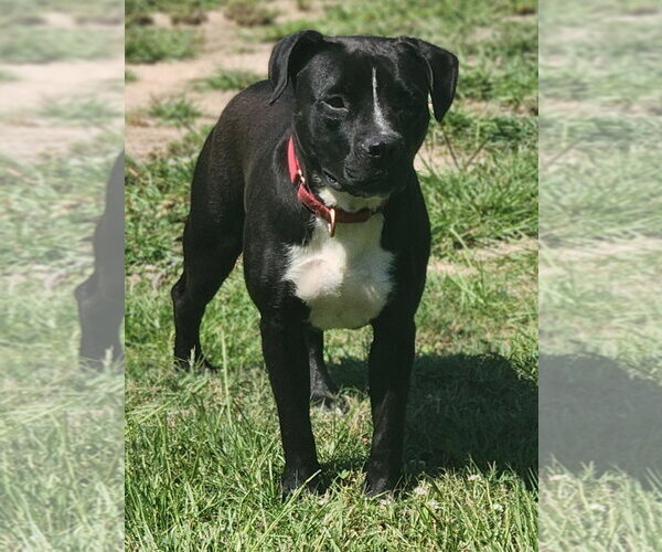 Medium Photo #4 Mutt Puppy For Sale in Shreveport, LA, USA