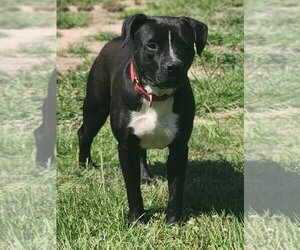 Rainy - Female Mutt Dog for Adoption - Photo #4