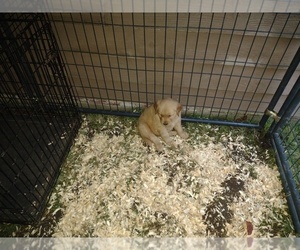 Golden Retriever Puppy for sale in EDMONDS, WA, USA