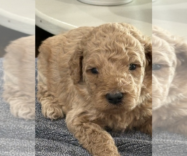 Medium Photo #4 Goldendoodle (Miniature) Puppy For Sale in ALBEMARLE, NC, USA