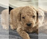 Small #3 Goldendoodle (Miniature)