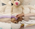 Small Photo #13 Golden Retriever Puppy For Sale in ORLANDO, FL, USA