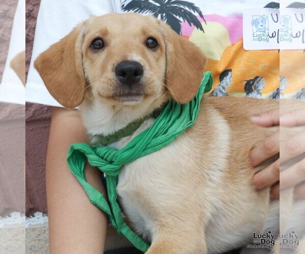 Medium Photo #4 Labrador Retriever-Unknown Mix Puppy For Sale in Washington, DC, USA
