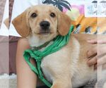 Small #3 Labrador Retriever Mix