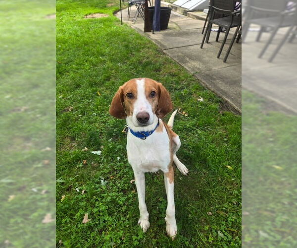 Medium Photo #3 Mutt Puppy For Sale in Oakhurst, NJ, USA