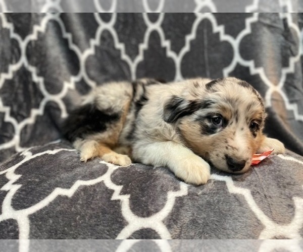 Medium Photo #9 Australian Shepherd Puppy For Sale in LAKELAND, FL, USA