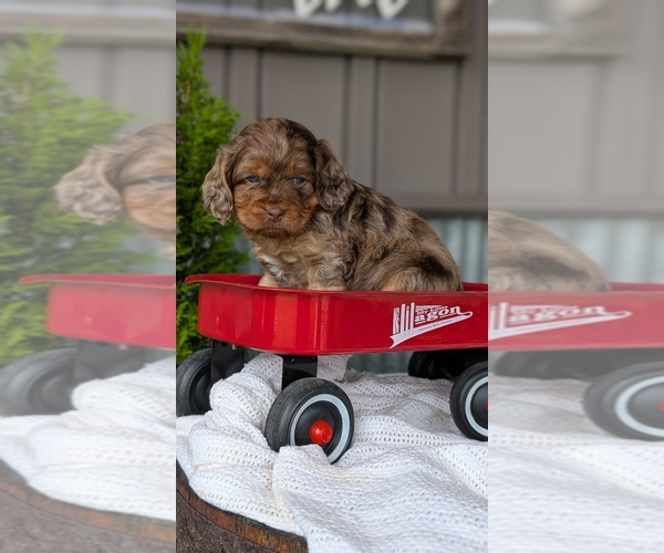 Medium Photo #31 Cockapoo (Miniature) Puppy For Sale in GOSHEN, IN, USA