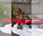Small Photo #31 Cockapoo (Miniature) Puppy For Sale in GOSHEN, IN, USA