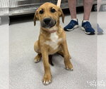 Small Retriever  Mix