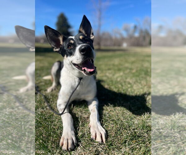 Medium Photo #2 Mutt Puppy For Sale in Salt Lake City, UT, USA