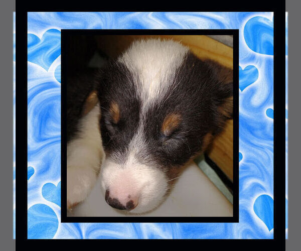 Medium Photo #10 Cowboy Corgi Puppy For Sale in GALLEGOS, NM, USA