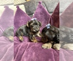 Small Photo #6 YorkiePoo Puppy For Sale in FENTON, MI, USA