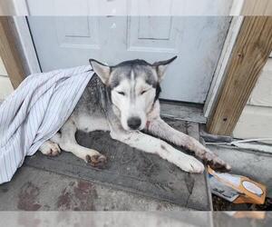 Siberian Husky-Unknown Mix Dogs for adoption in San Antonio, TX, USA