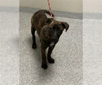 Small Plott Hound Mix
