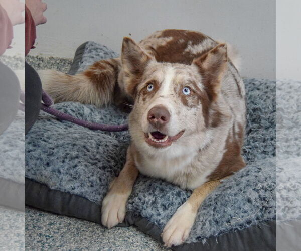 Medium Photo #3 Australian Shepherd-Catahoula Leopard Dog Mix Puppy For Sale in Huntley, IL, USA