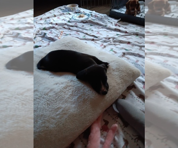 Medium Photo #1 Dachshund Puppy For Sale in GROVER, NC, USA