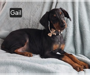 Doberman Pinscher Puppy for sale in POMEROY, OH, USA