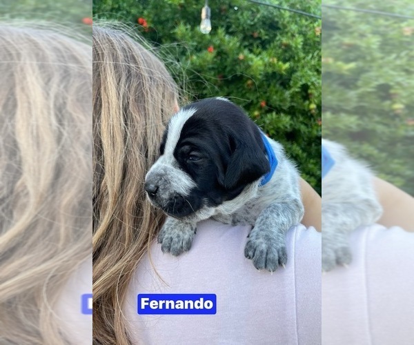 Medium Photo #10 Pointer Puppy For Sale in SACRAMENTO, CA, USA
