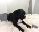 Small Photo #3 Boxer Puppy For Sale in MILLERSBURG, OH, USA