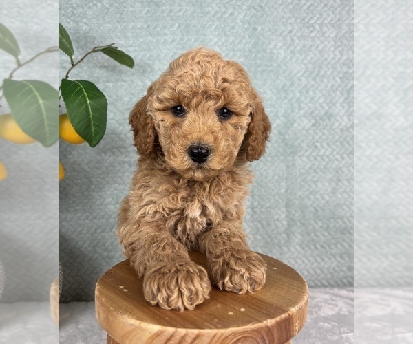 Medium Photo #1 Goldendoodle (Miniature) Puppy For Sale in FRANKLIN, IN, USA