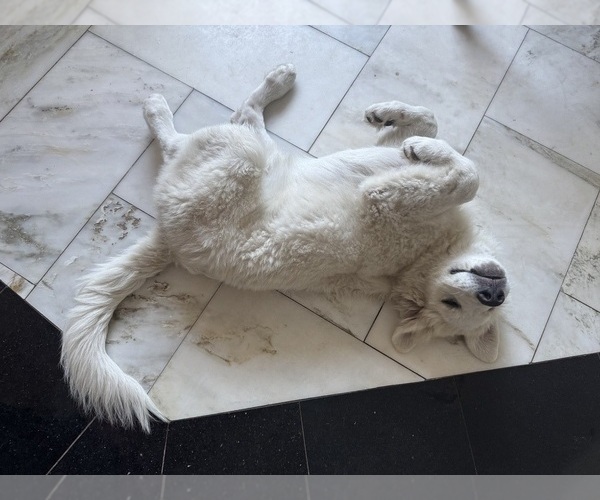 Medium Photo #5 Great Pyrenees Puppy For Sale in ORMOND BEACH, FL, USA