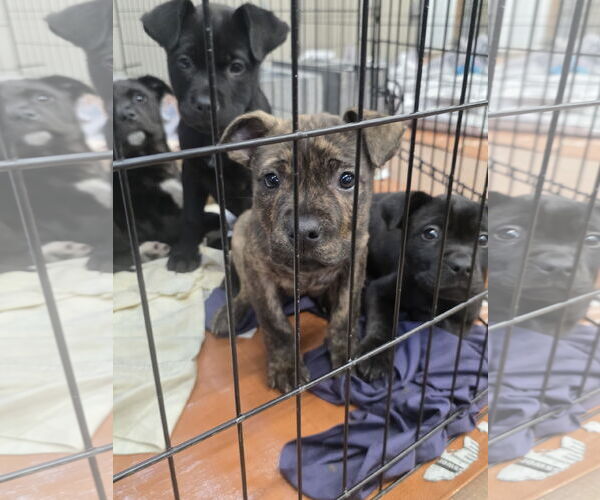 Medium Photo #2 Boxador Puppy For Sale in SHERBURNE, NY, USA