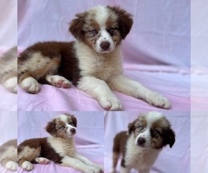 Miniature Australian Shepherd Puppy for sale in BROOKER, FL, USA