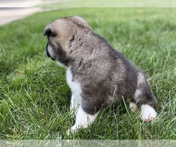 Medium Photo #3 Akita Puppy For Sale in GREELEY, CO, USA
