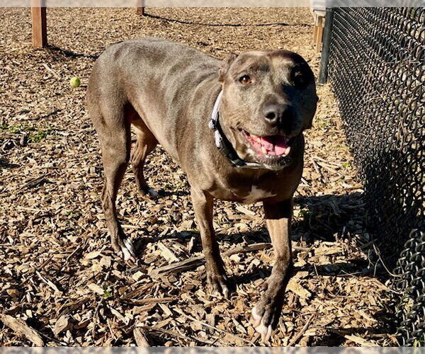 Medium Photo #2 Catahoula Leopard Dog-Unknown Mix Puppy For Sale in Santa Cruz, CA, USA
