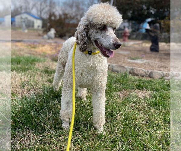 Medium Photo #5 Poodle (Standard) Puppy For Sale in Pacolet, SC, USA