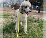 Small #4 Poodle (Standard)