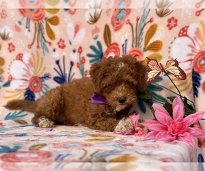 Goldendoodle (Miniature) Puppy for sale in LANCASTER, PA, USA