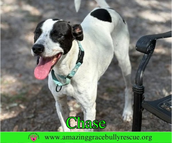 Medium Photo #1 Greyhound-Jack Russell Terrier Mix Puppy For Sale in Milton, FL, USA