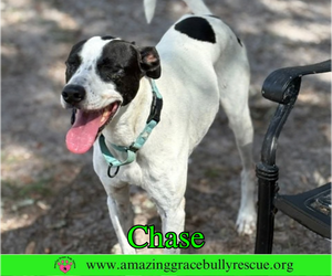 Greyhound-Jack Russell Terrier Mix Dogs for adoption in Milton, FL, USA