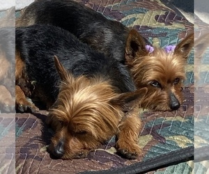 Mother of the Yorkshire Terrier puppies born on 06/21/2022