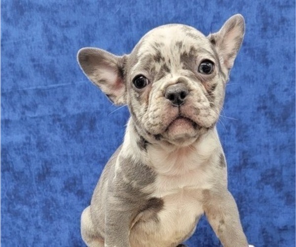 Medium Photo #6 French Bulldog Puppy For Sale in BLAKESBURG, IA, USA