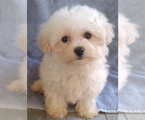 Medium Photo #1 Maltipoo Puppy For Sale in SAN ANTONIO, TX, USA