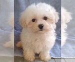Small Photo #1 Maltipoo Puppy For Sale in SAN ANTONIO, TX, USA