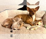 Small #22 Chihuahua